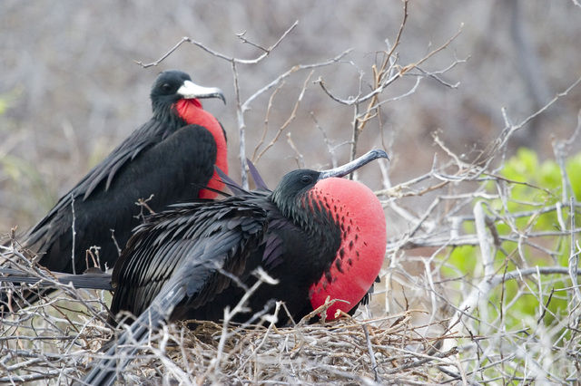 Amerikaanse fregatvogel (Fregata magnificens)