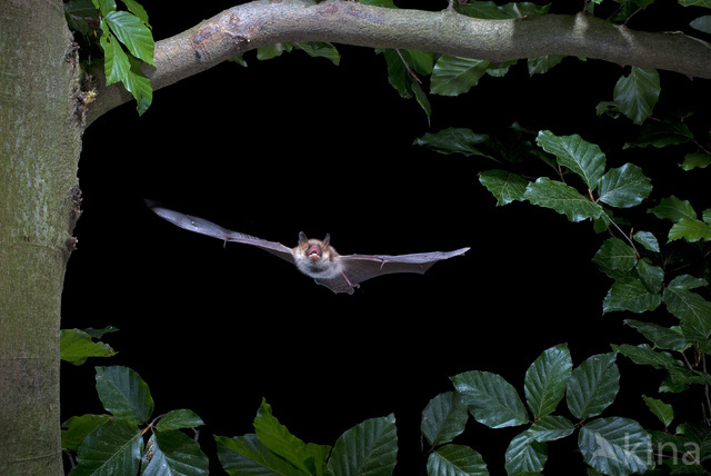 Franjestaart (Myotis nattereri) 