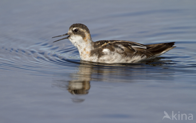 Red-necked Phalarope (Phalaropus lobatus)