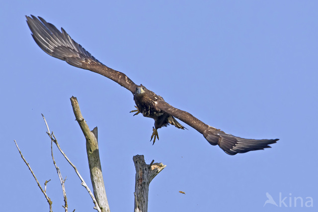 Zeearend (Haliaeetus albicilla)