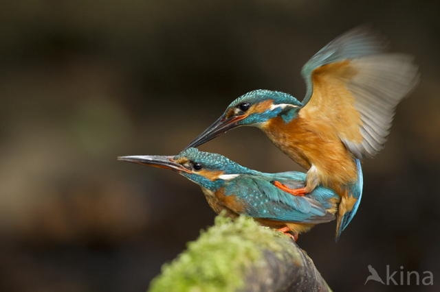 Kingfisher (Alcedo atthis)