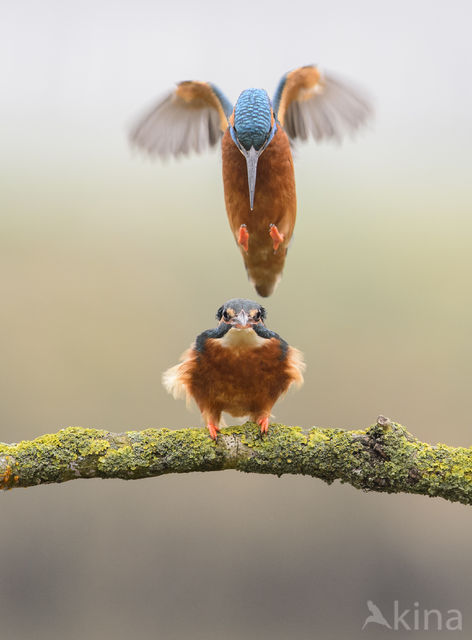 IJsvogel (Alcedo atthis)