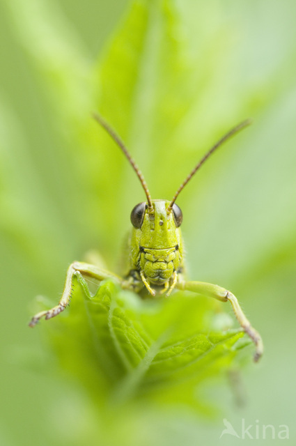 Moerassprinkhaan (Stethophyma grossum) 