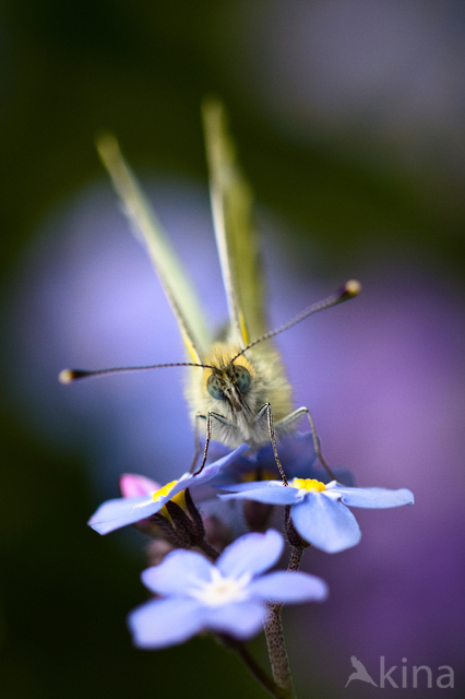 Green-veined White (Pieris napi)