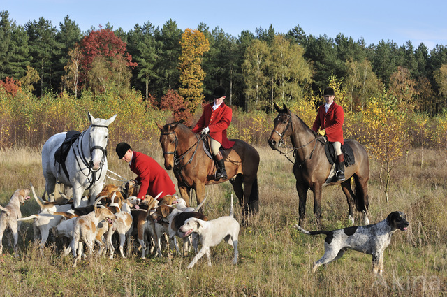 Foxhound (Canis domesticus)