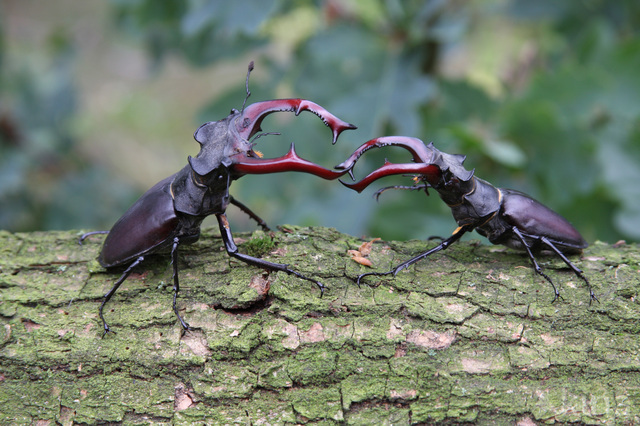 Stag Beetle (Lucanus cervus)