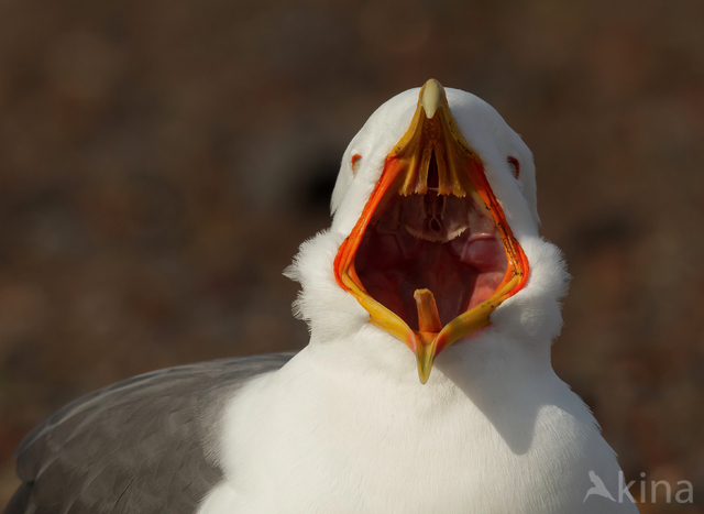 Lesser Black-backed Gull (Larus fuscus)