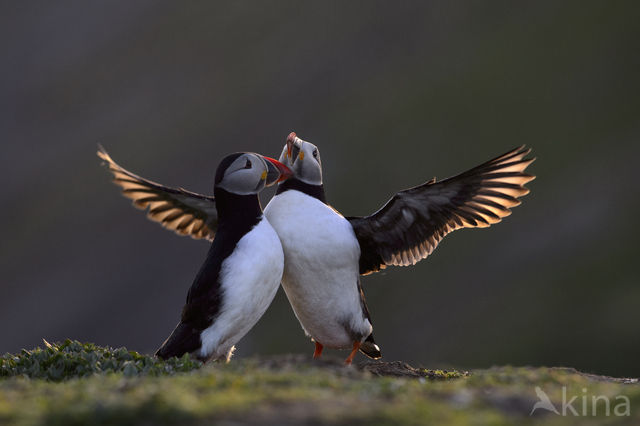 Atlantic Puffin (Fratercula arctica)