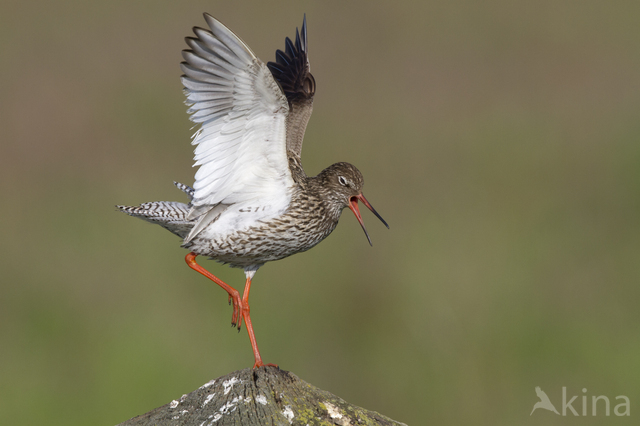 Common Redshank (Tringa totanus)