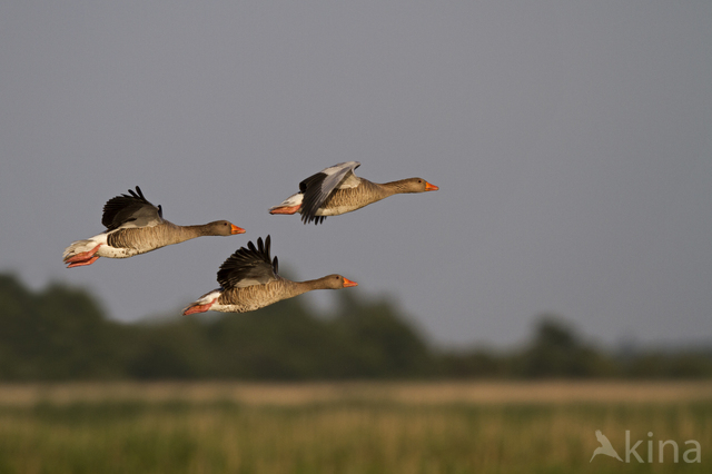 Grey Lag-Goose (Anser anser)