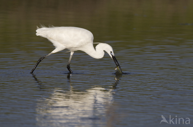 Little Egret (Egretta garzetta)