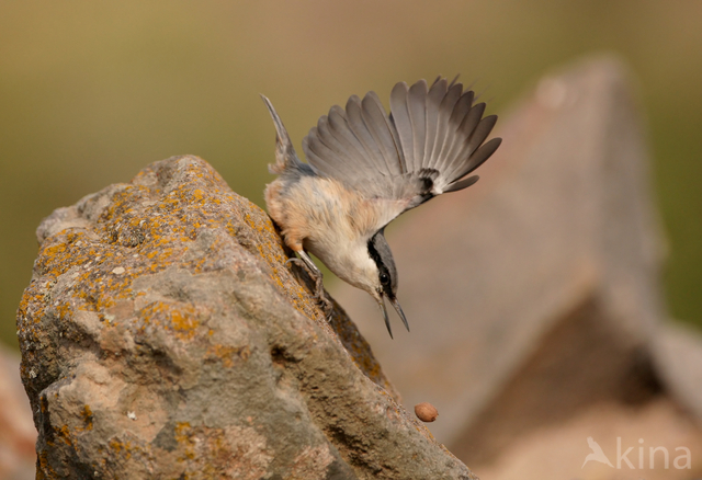 Western Rock-Nuthatch (Sitta neumayer)