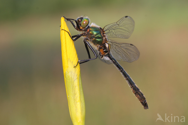 Downy Emerald (Cordulia aenea)