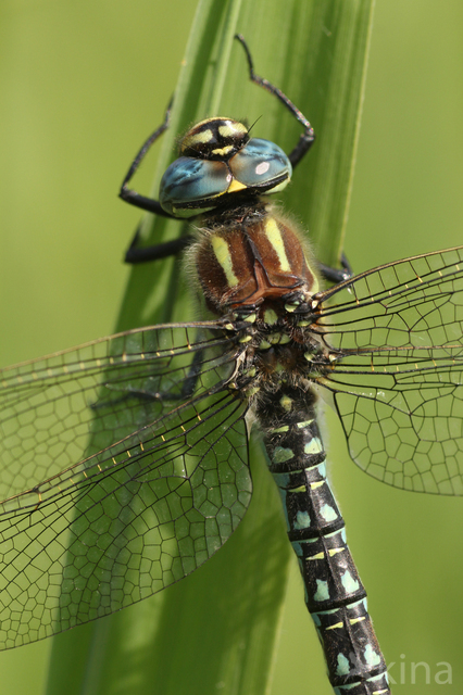 Hairy Dragonfly (Brachytron pratense)