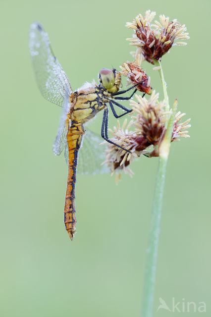 Bloedrode heidelibel (Sympetrum sanguineum)