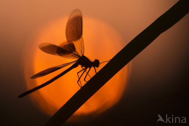 Banded Demoiselle (Calopteryx splendens)