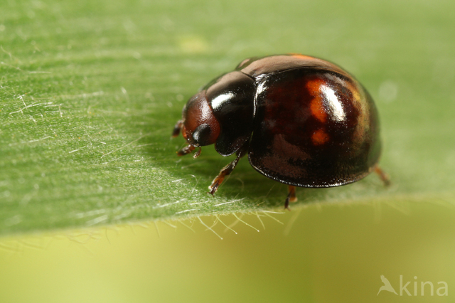 Heather Ladybird (Chilocorus bipustulatus