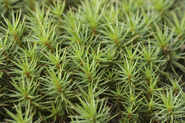 Juniper Haircap (Polytrichum juniperinum)