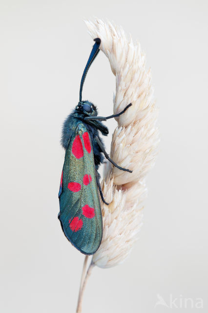 Six-spot Burnet (Zygaena filipendulae)