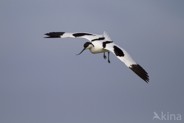 Pied Avocet (Recurvirostra avosetta)