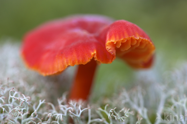 Vermilion Waxcap (Hygrocybe miniata)