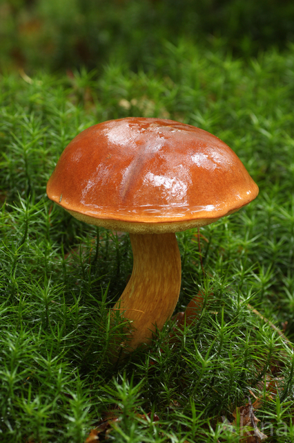 Kastanjeboleet (Boletus badius)