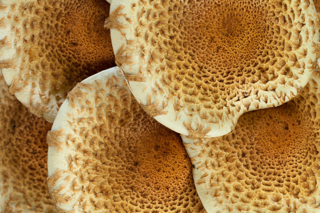 Honey Mushroom (Armillaria mellea)