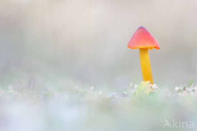 Zwartwordende wasplaat (Hygrocybe conica)