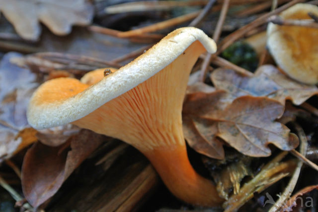 Valse hanenkam (Hygrophoropsis aurantiaca)