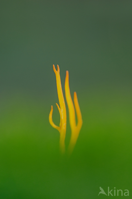 Coral (Clavulinopsis cinerioides)