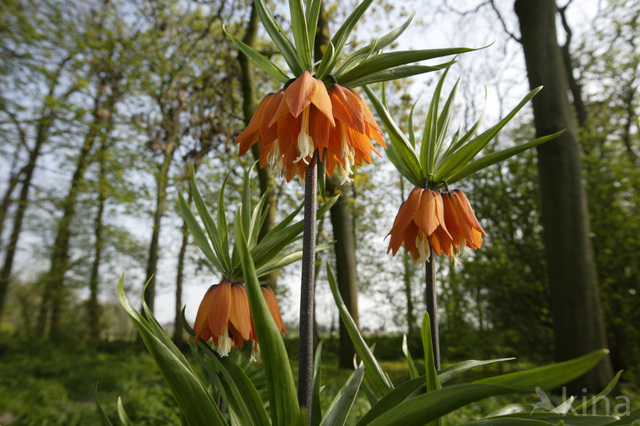 Crown Imperial (Fritillaria imperialis)