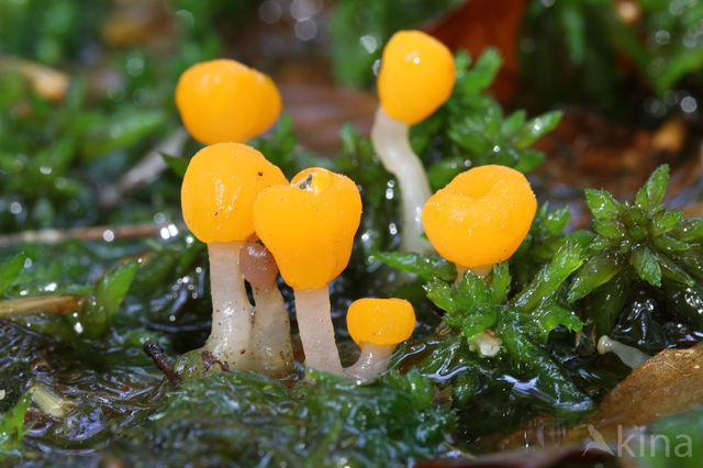 bog beacon (Mitrula paludosa)