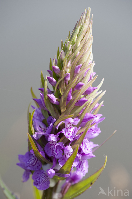 Southern Marsh-orchid (Dactylorhiza praetermissa)