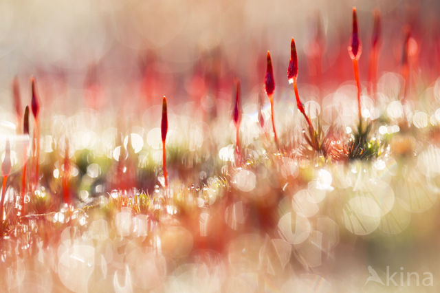 Bristly Haircap (Polytrichum piliferum)