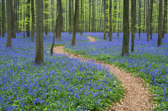 Bluebell (Scilla non-scripta)