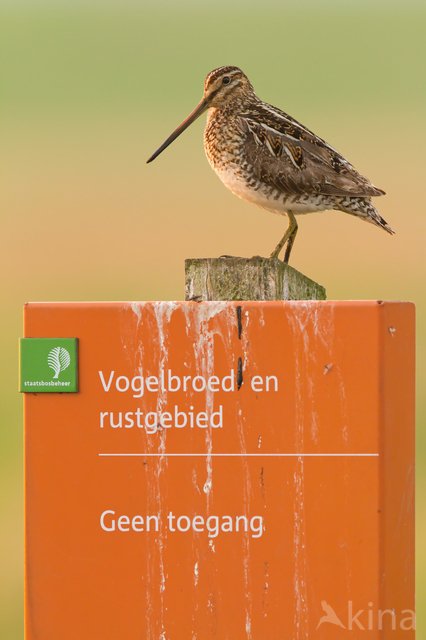 Common Snipe (Gallinago gallinago)