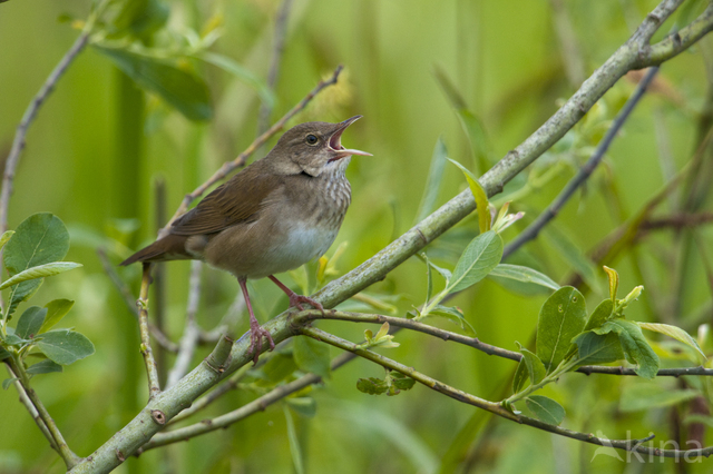 Eurasian River Warbler (Locustella fluviatilis)