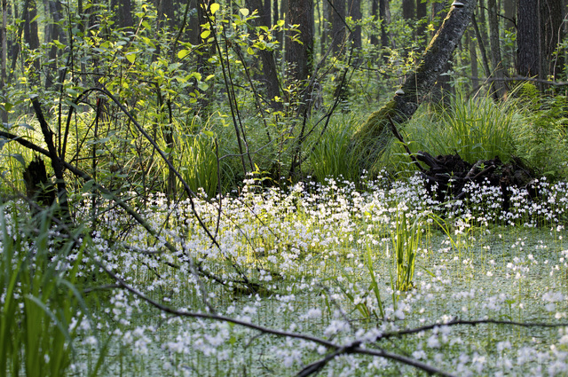 Waterviolet (Hottonia palustris)