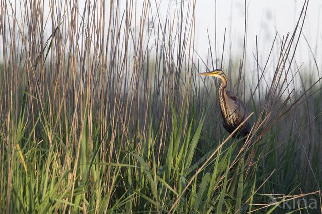 Purple Heron (Ardea purpurea)