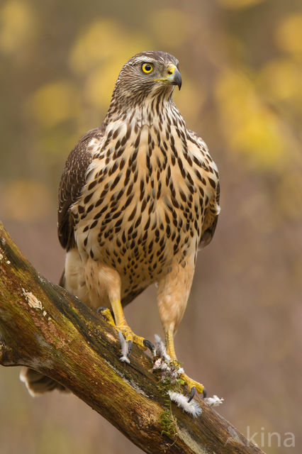 Havik (Accipiter gentilis)