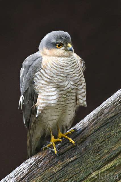 Sperwer (Accipiter nisus)