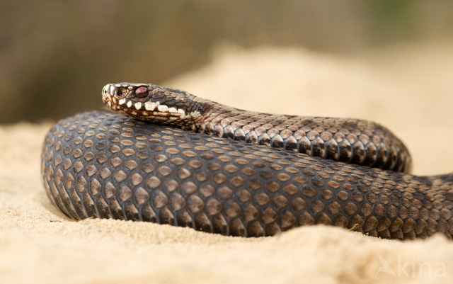 Common Viper (Vipera berus)