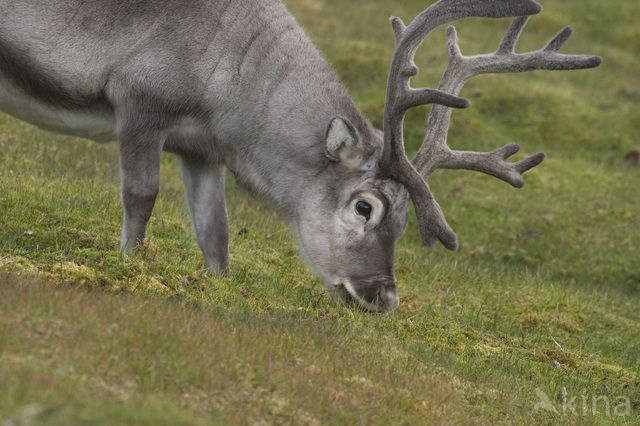 Svalbard Reindeer (Rangifer tarandus platyrhynchus)