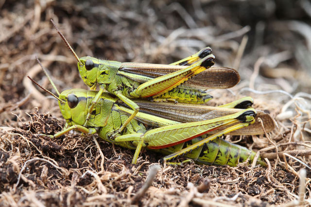 Large Marsh Grasshopper (Stethophyma grossum)