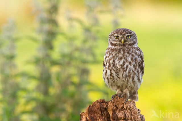 Little Owl (Athene noctua)