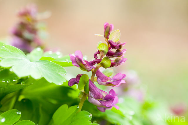 Holwortel (Corydalis cava)