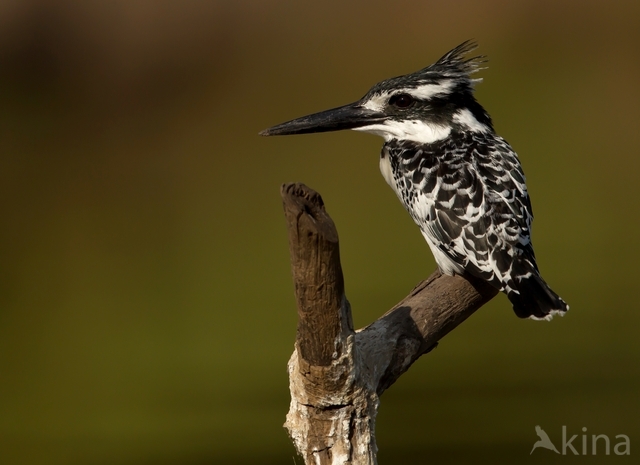 Pied kingfisher (Ceryle rudis)