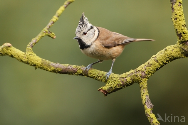 Kuifmees (Parus cristatus)