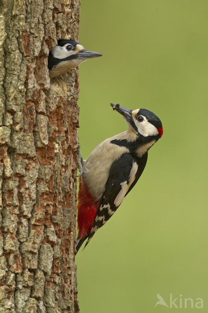 Grote Bonte Specht (Dendrocopos major)