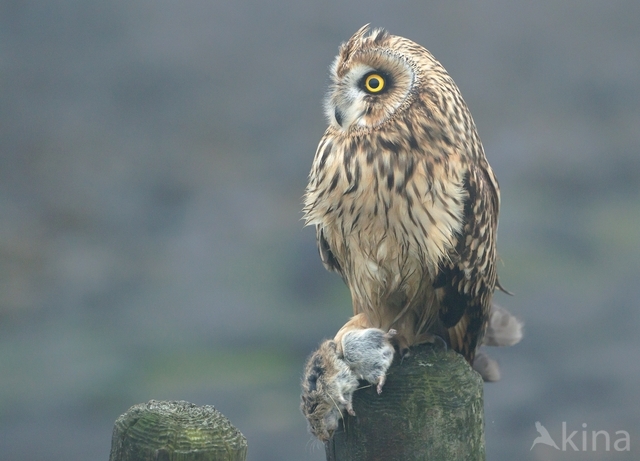 Short-eared Owl (Asio flammeus)